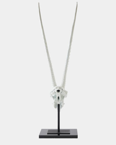 Gemsbok Skull Sculpture-Matte White