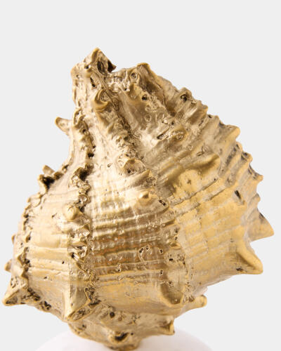 Kings Crown Shell Sculpture