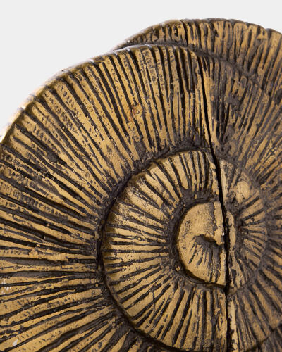 Ammonite Shell Bookends