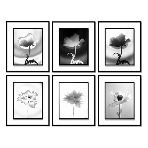 Len Prince Photography-Poppy Series 4 of 6